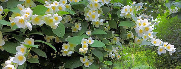 Садовый жасмин чубушник — доступная красота в любом саду