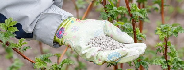 Выращивание ягодных культур