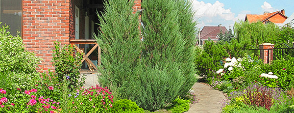 Солнечные ожоги у хвойных – что делать, как бороться?