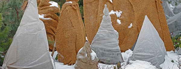 Советы агронома: как сохранить саженцы до весны