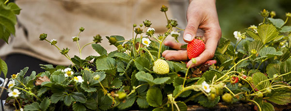 Сроки и технология посадки виктории осенью