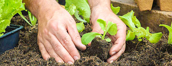 Сроки высадки рассады в грунт и теплицу – шпаргалка