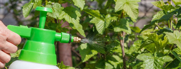 Удобряем ягодные кустарники – секреты хорошего урожая