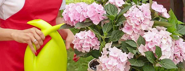 Уход за гортензией осенью – что важно успеть