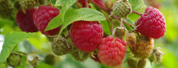 Уход за малиной весной – обязательные процедуры