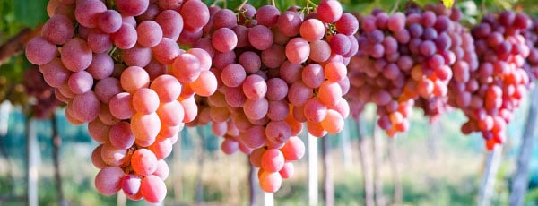 Виноград для начинающих. Как разбить собственный виноградник