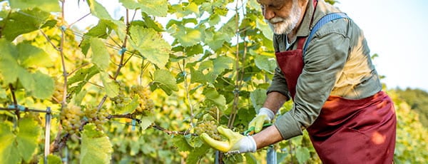 Выращивание винограда - условия в открытом грунте