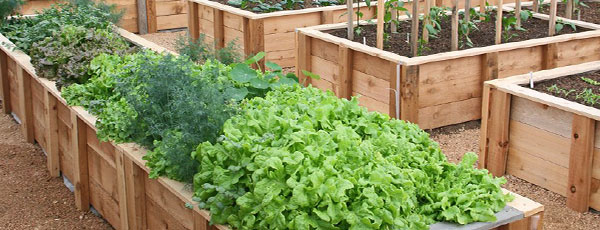 Создаем фотографии для самодельного короба для грядки пошагово, чтобы сделать его своими руками Короб для грядки своими руками фото самодельные пошагово