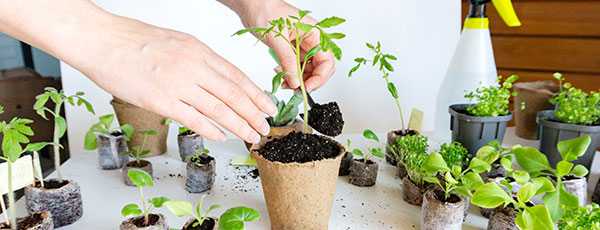 Забег к урожаю – все, что нужно знать о выращивании рассады