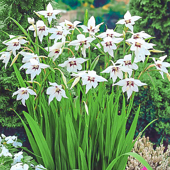 Ацидантера