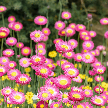 Акроклинум