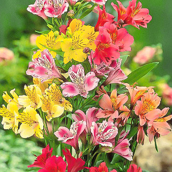 Альстромерия