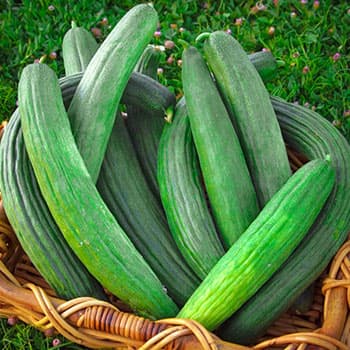 Армянский огурец