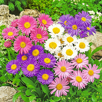 Астра альпийская 