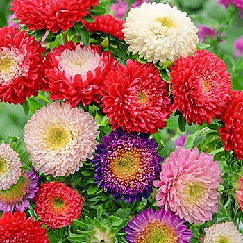 Астра китайская