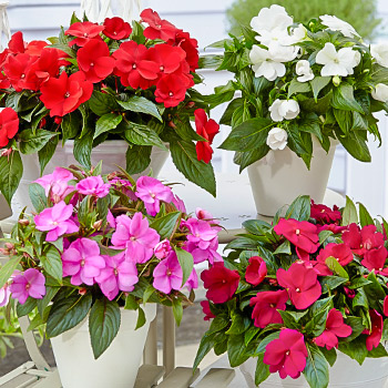 Бальзамин (импатиенс)