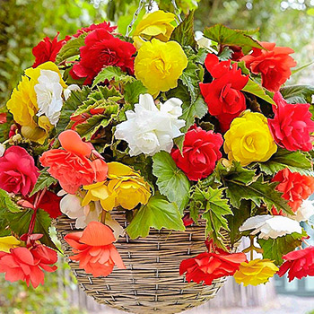 Бегония ампельная