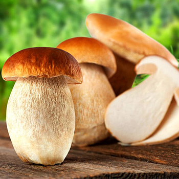 Белые грибы