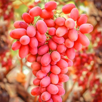 Виноград кишмиш