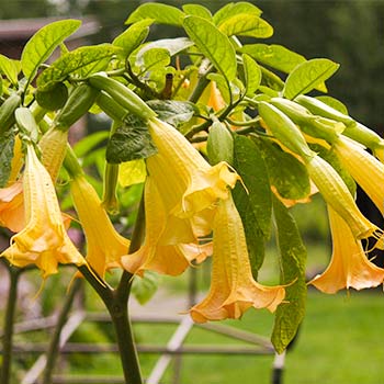 Бругмансия