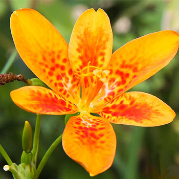 Беламканда