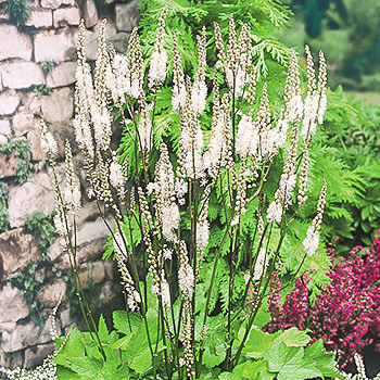 Цимицифуга