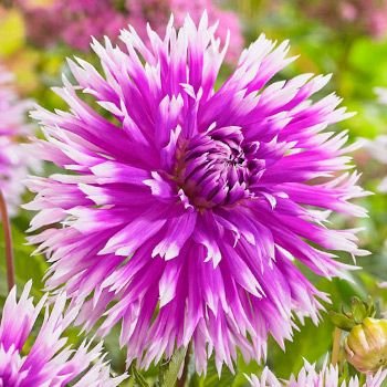 Георгина бахромчатая