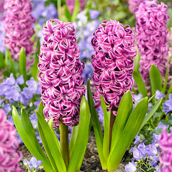 Гиацинт восточный