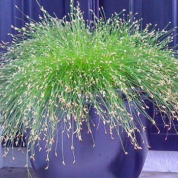 Изолепис поникший