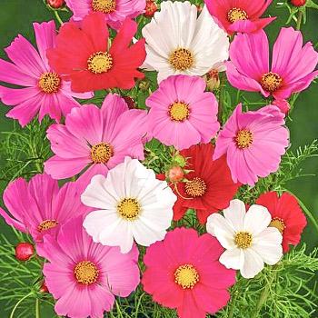 Космея (космос)