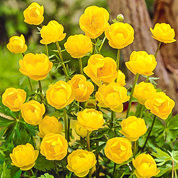 Купальница