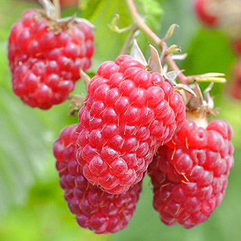 Малиновое дерево