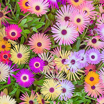 Мезембриантемум