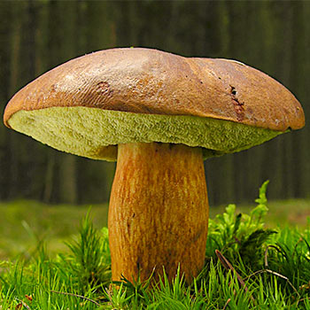 Моховик