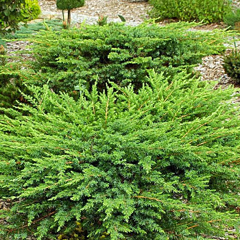 Можжевельник