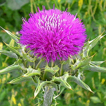 Расторопша