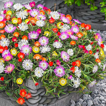 Делосперма