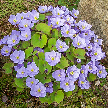 Джефферсония