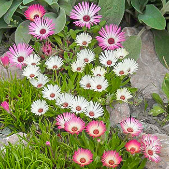 Доротеантус