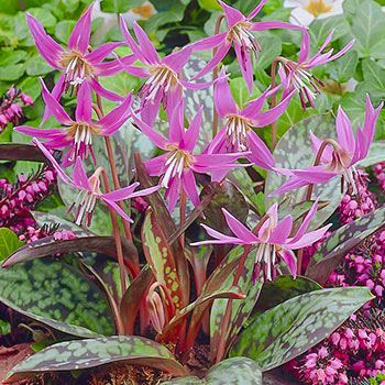 Эритрониум