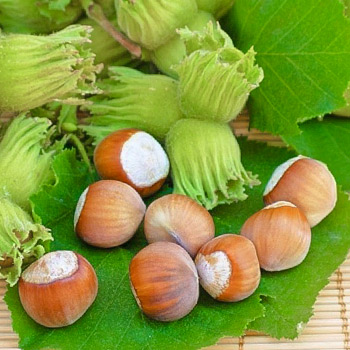 Фундук