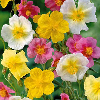 Гелиантемум