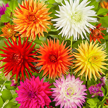 Георгина кактусовая