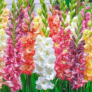 Гладиолус гофрированный