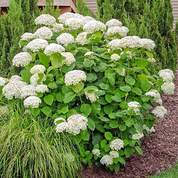 Гортензия древовидная