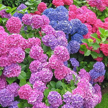 Гортензия крупнолистная