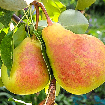 Груша летние сорта