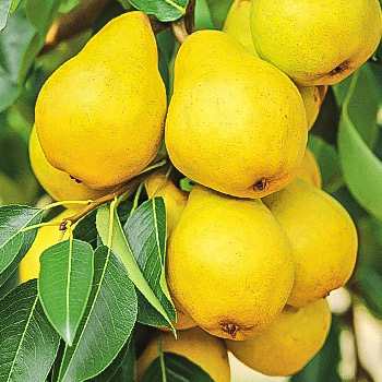 Груша осенние сорта