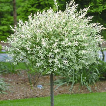 Ива цельнолистная