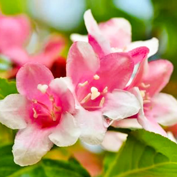 Жасмин (чубушник)